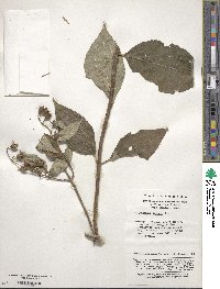 Philadelphus incanus image