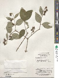 Philadelphus incanus image