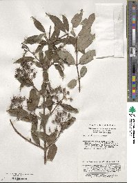 Deutzia discolor image