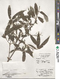 Deutzia discolor image