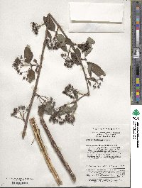 Deutzia discolor image