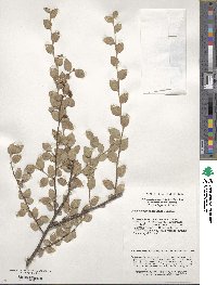 Cotoneaster dielsianus image