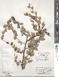 Cotoneaster dielsianus image