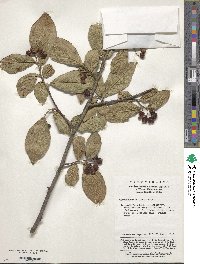 Cotoneaster bullatus image