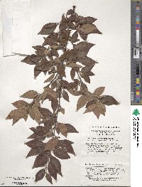 Image of Cotoneaster ambiguus