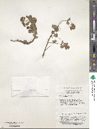 Sedum filipes image