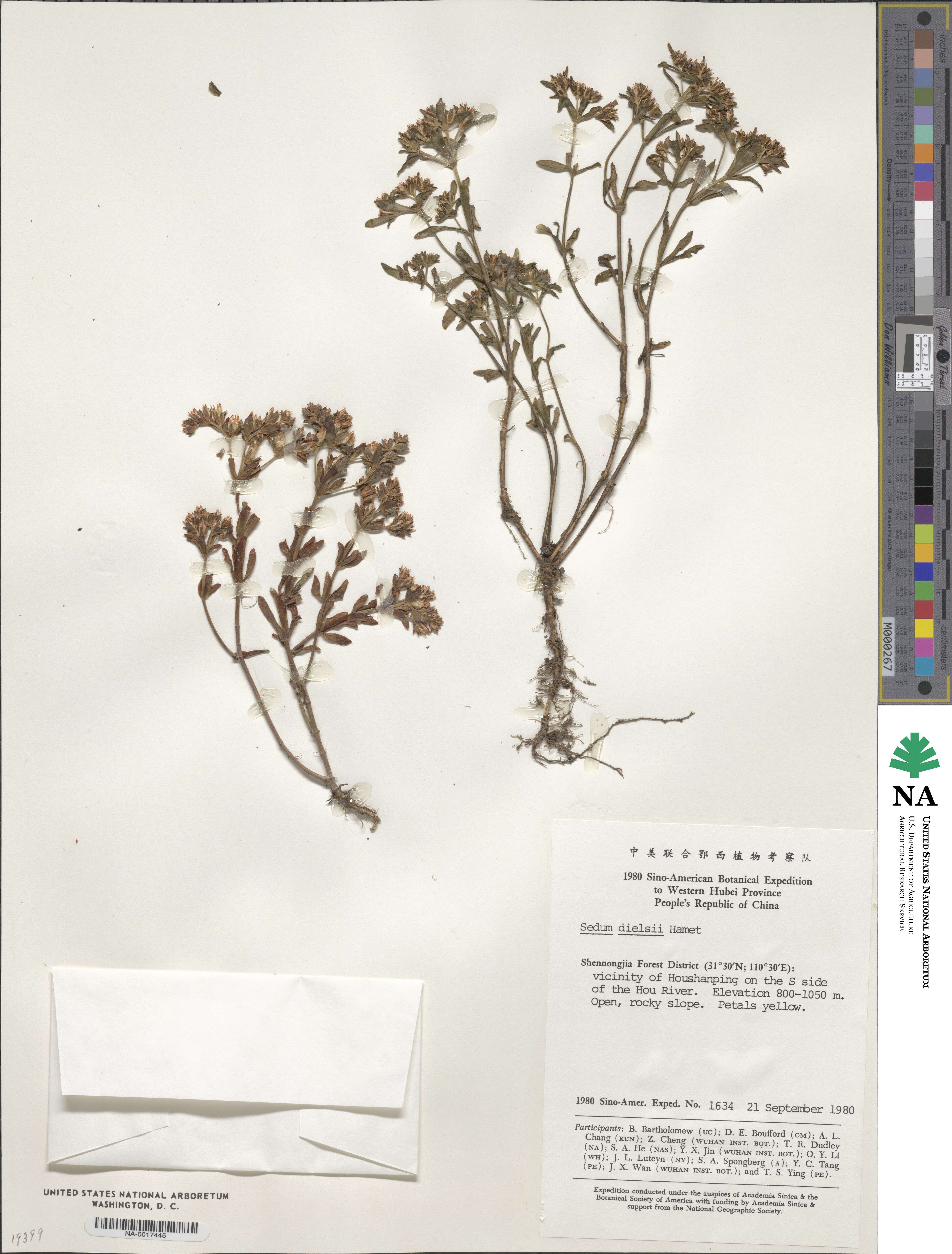 Sedum dielsii image