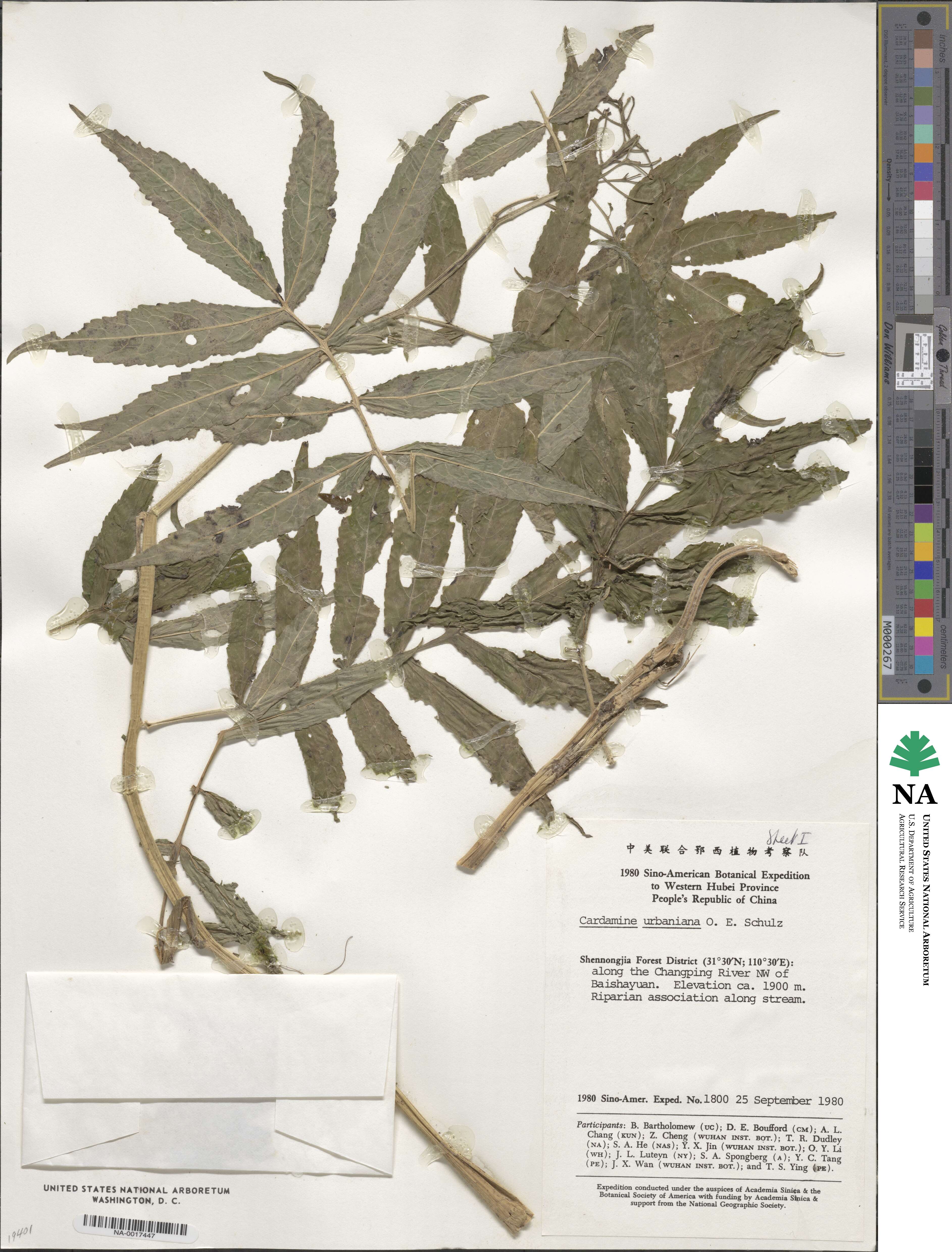 Cardamine macrophylla image