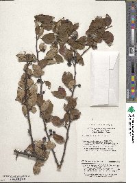 Cotoneaster acutifolius image