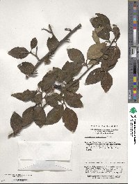 Cotoneaster acutifolius image