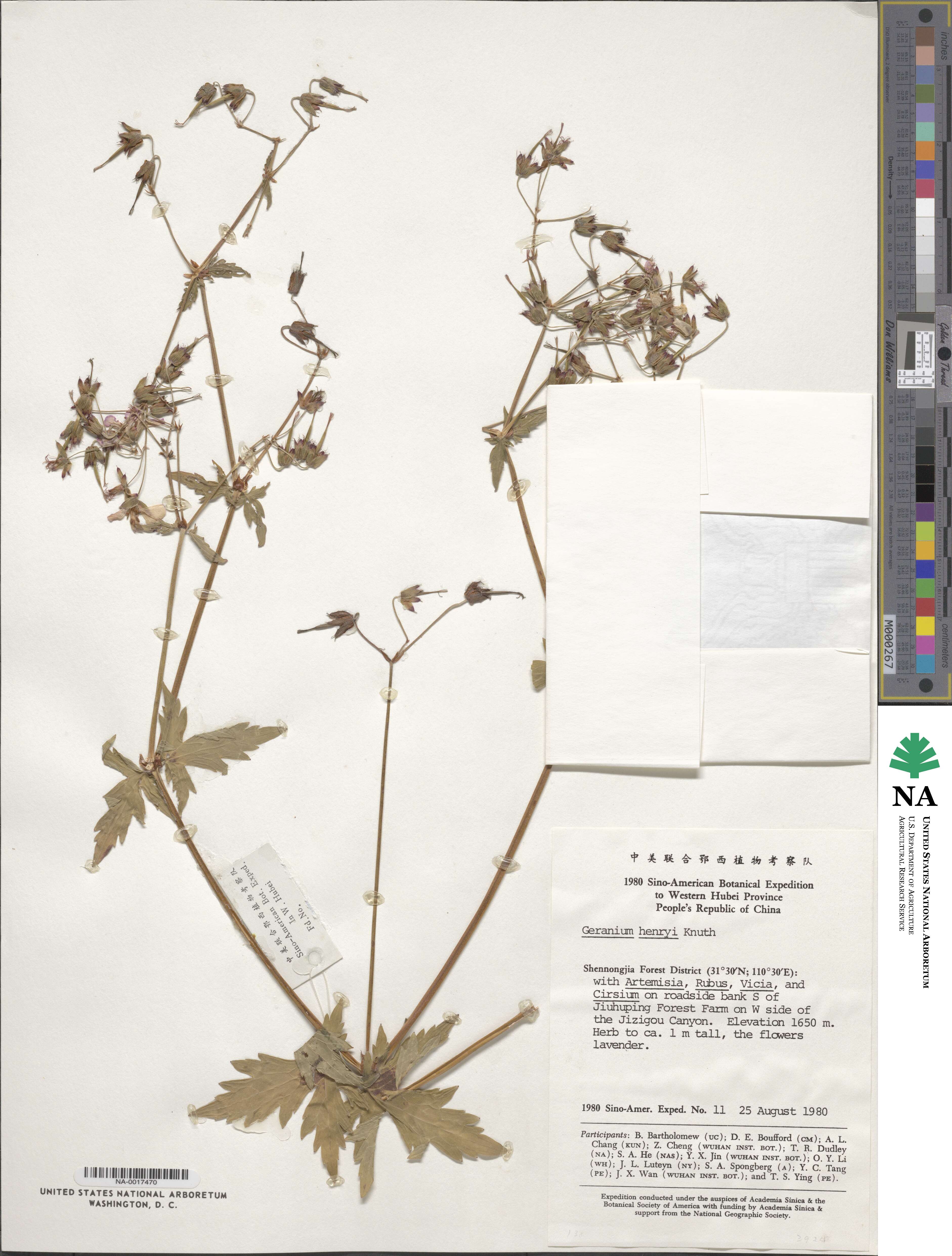 Geranium rosthornii image