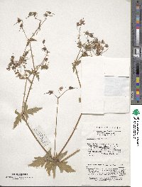 Geranium rosthornii image