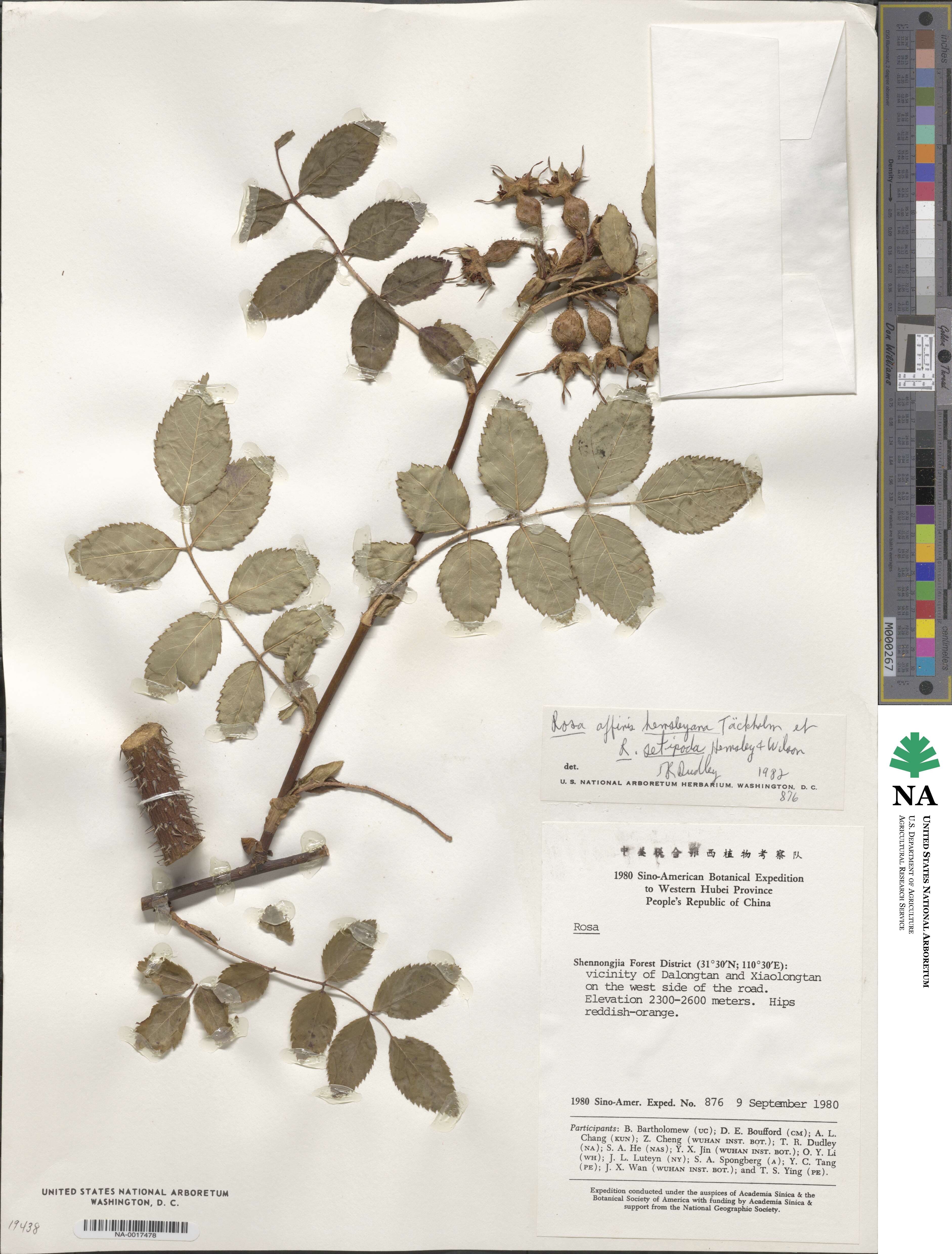 Rosa macrophylla image