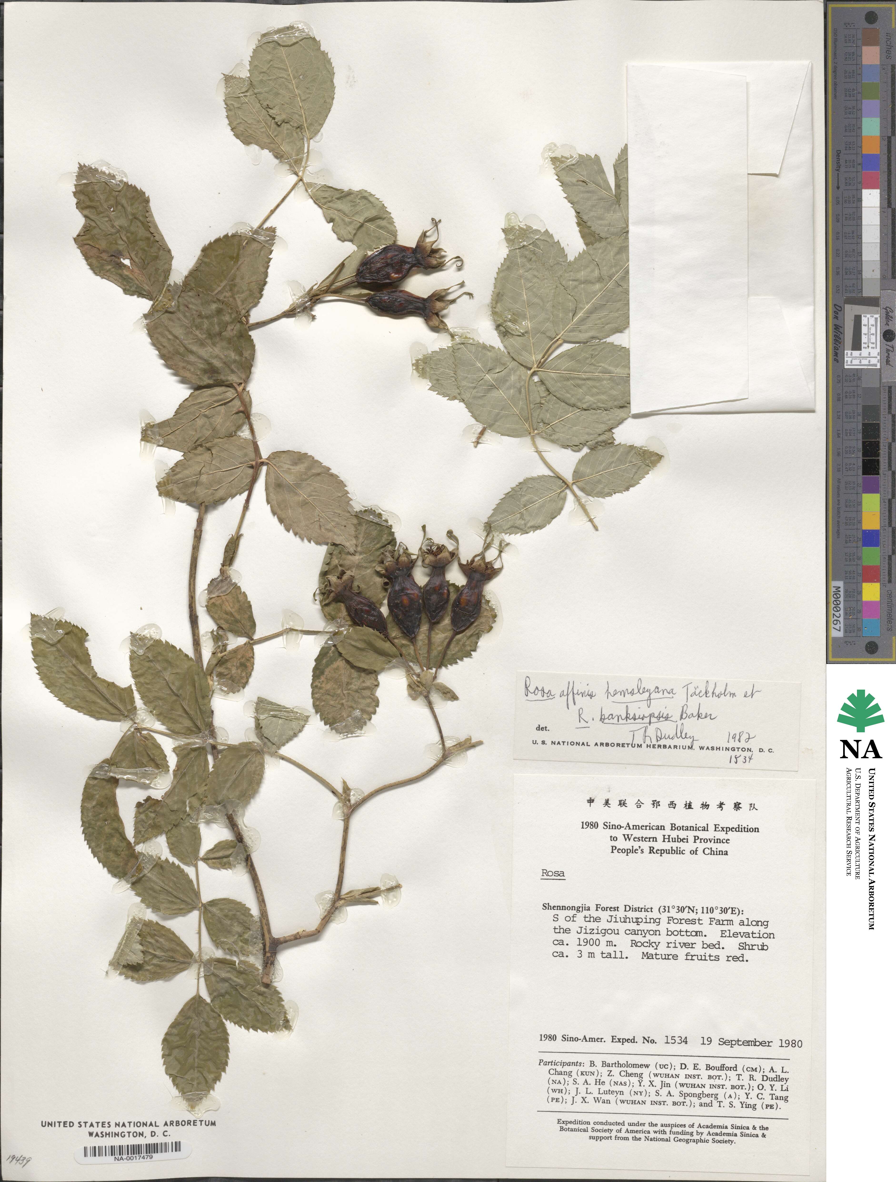 Rosa macrophylla image