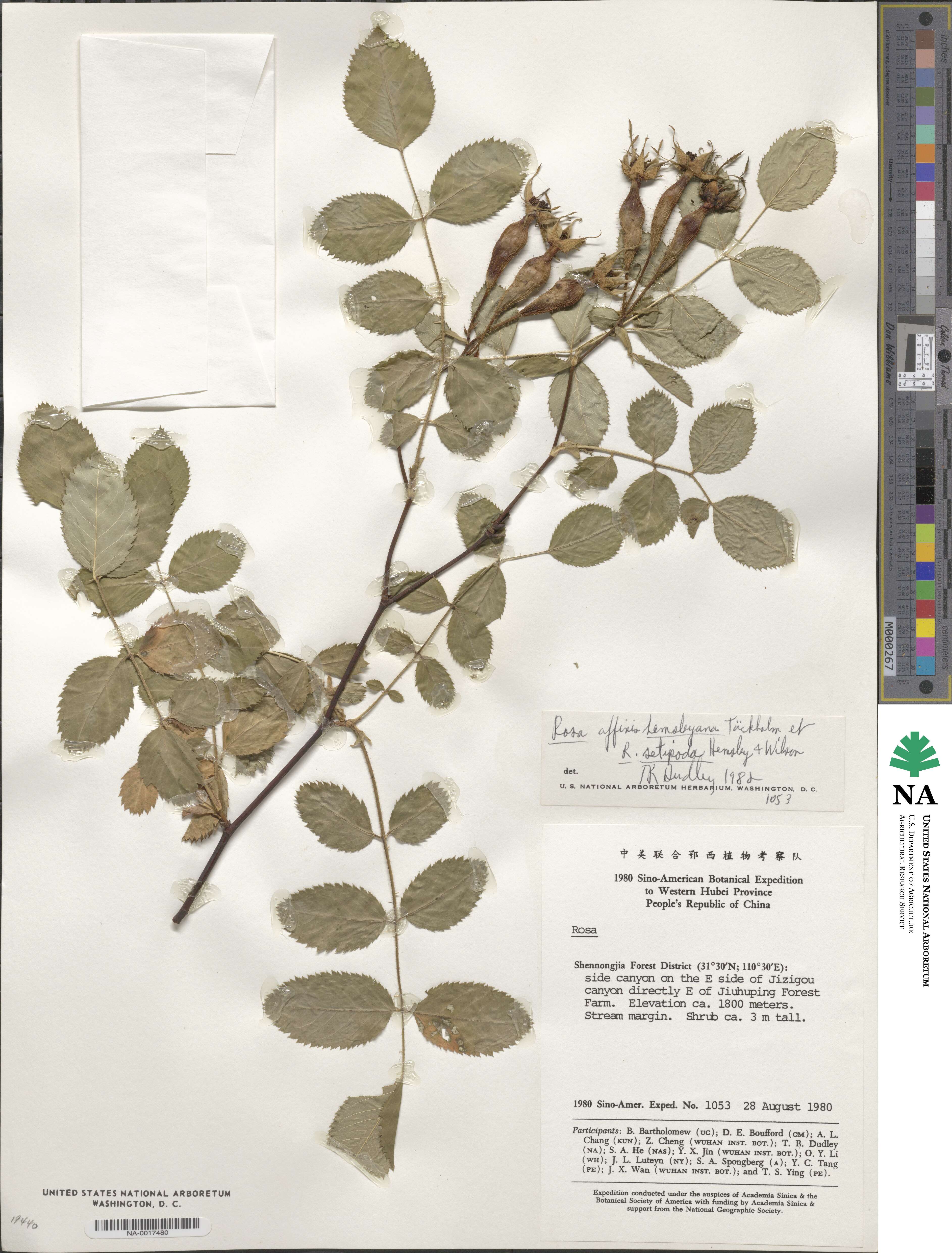Rosa macrophylla image