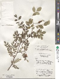 Rosa caudata image