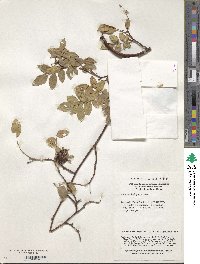 Image of Rosa banksiopsis