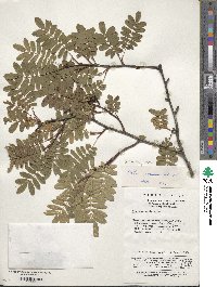 Rosa sericea image