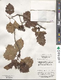 Crataegus wilsonii image