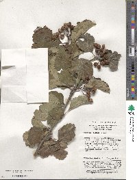 Crataegus wilsonii image