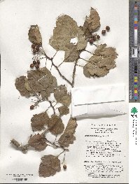 Crataegus wilsonii image