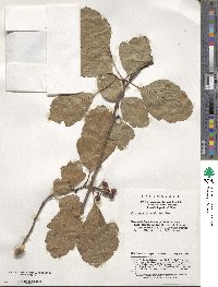 Crataegus wilsonii image