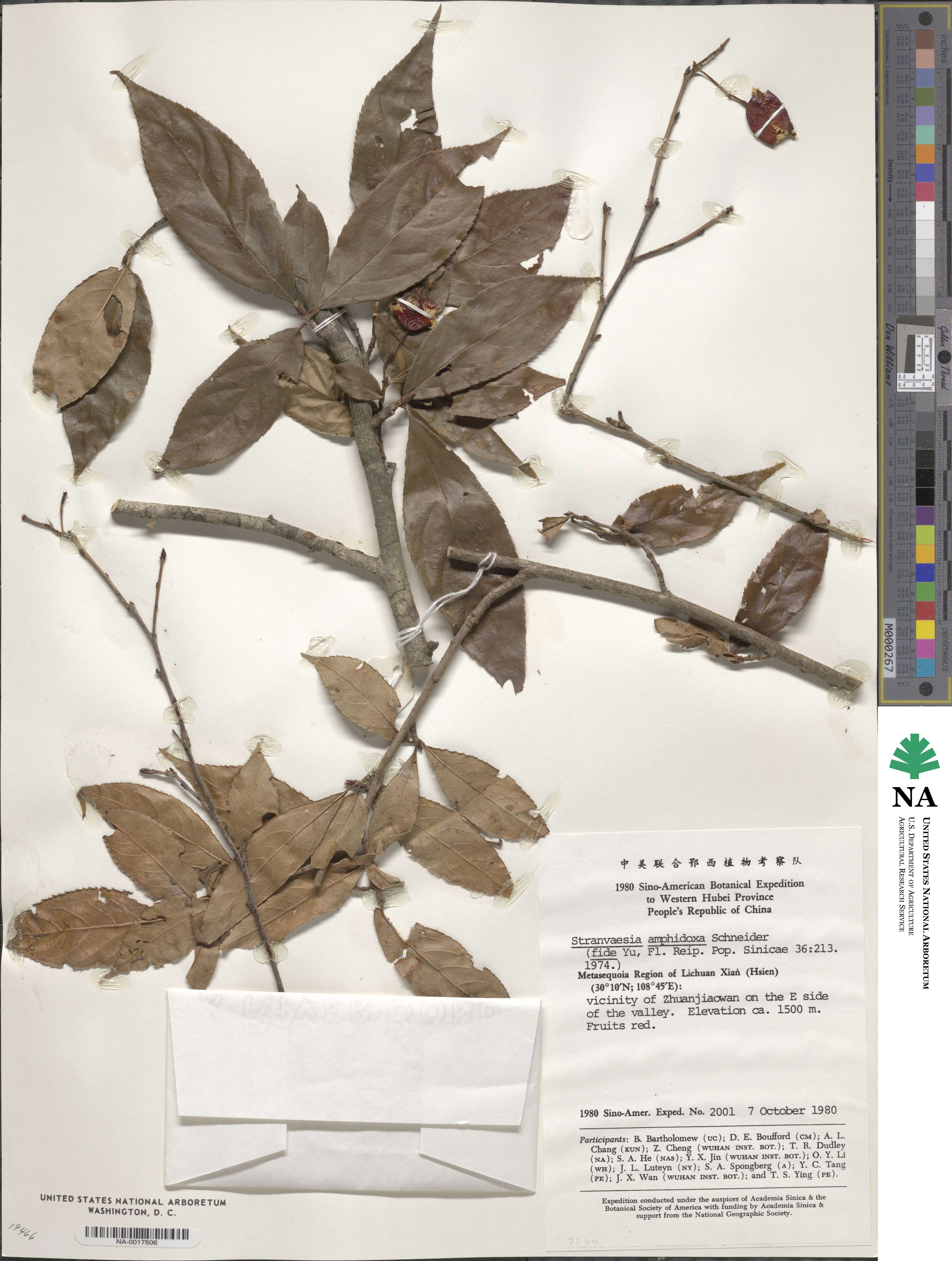 Pourthiaea amphidoxa image