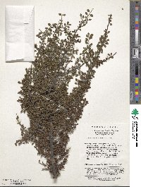 Cotoneaster horizontalis image