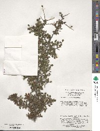 Cotoneaster horizontalis image