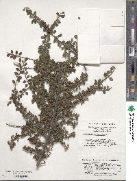 Cotoneaster horizontalis image