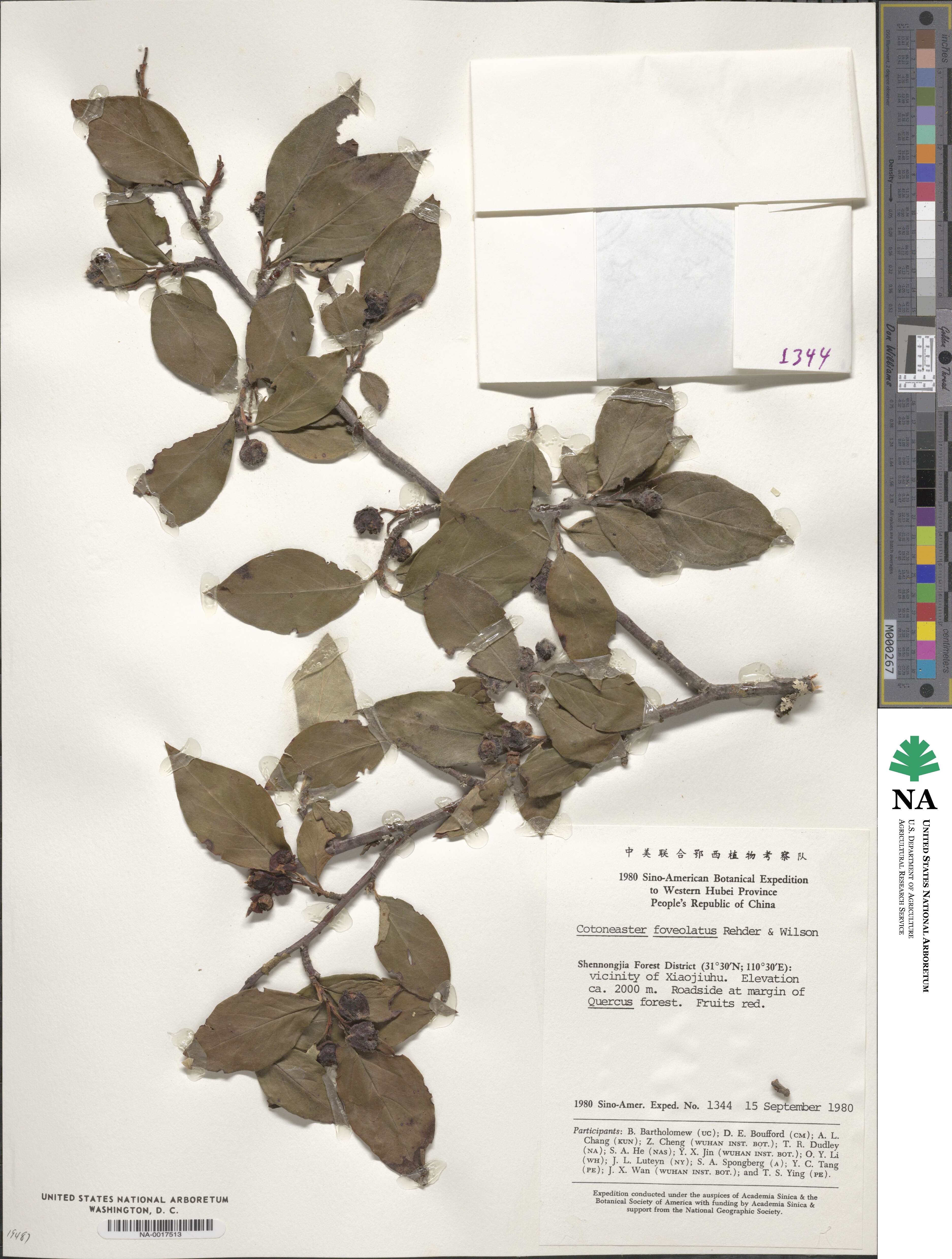 Cotoneaster moupinensis image