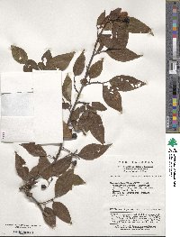 Cotoneaster moupinensis image