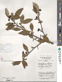 Cotoneaster moupinensis image