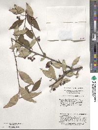 Cotoneaster moupinensis image