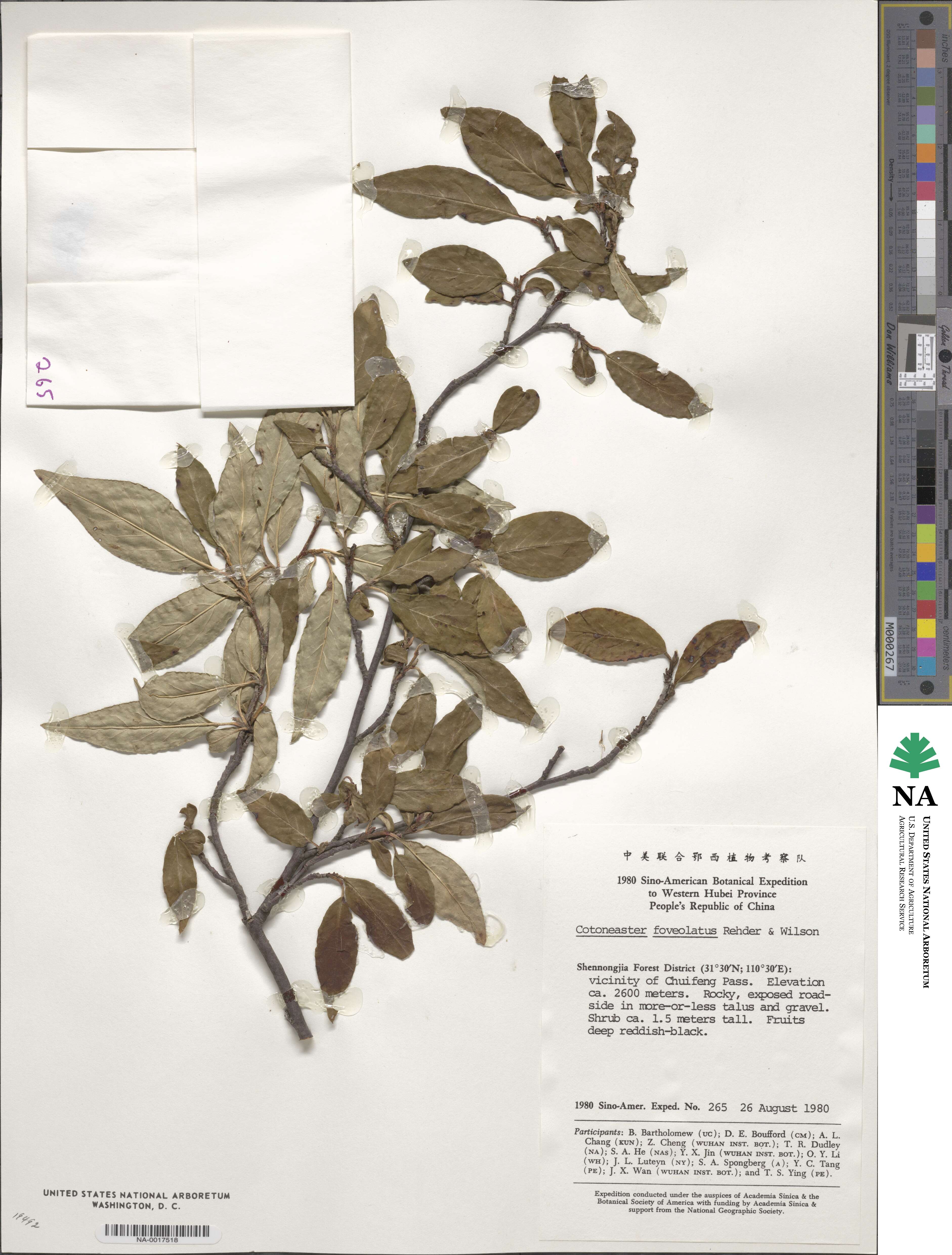 Cotoneaster moupinensis image