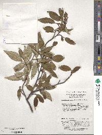 Cotoneaster moupinensis image