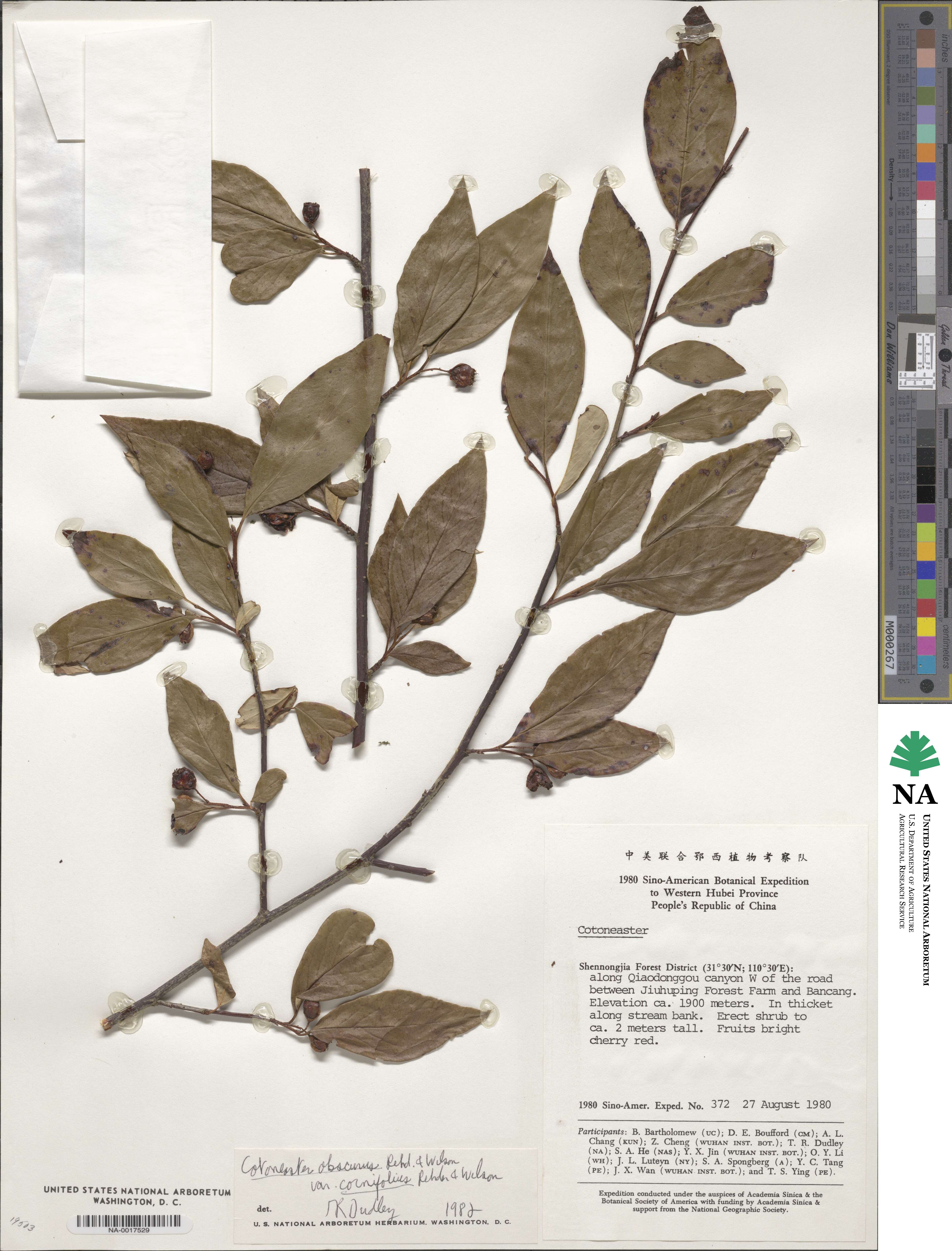 Cotoneaster moupinensis image