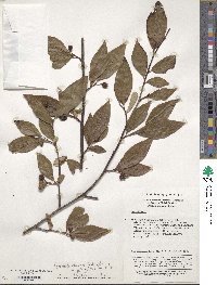 Cotoneaster moupinensis image