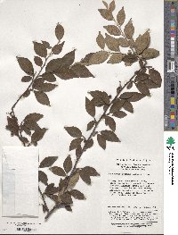 Cotoneaster obscurus image