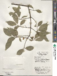 Image of Euonymus maackii