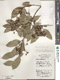 Image of Euonymus fortunei