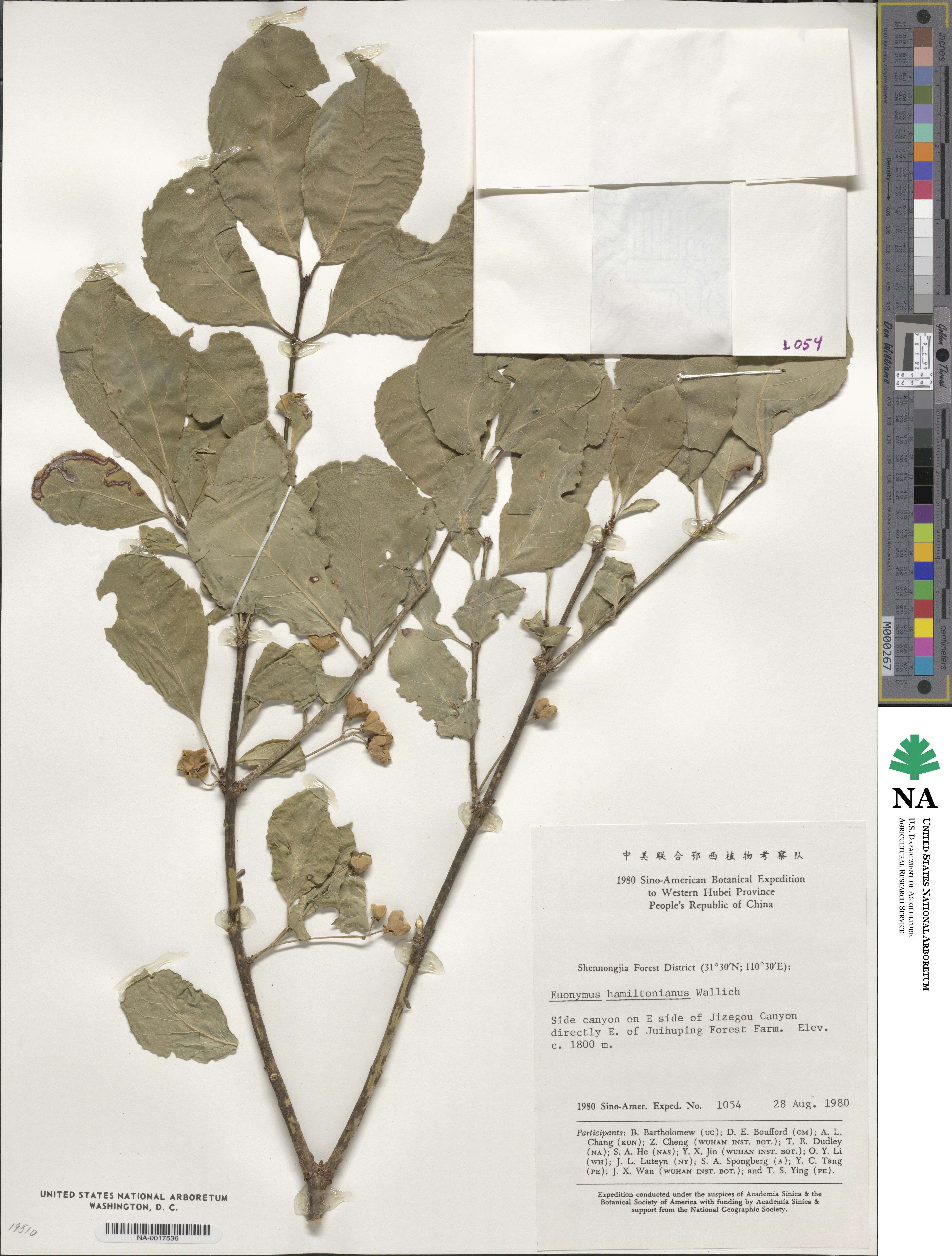 Euonymus hamiltonianus image