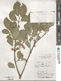 Euonymus hamiltonianus image