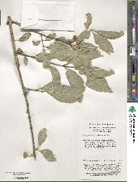 Euonymus hamiltonianus image