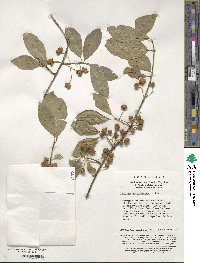 Euonymus hamiltonianus image