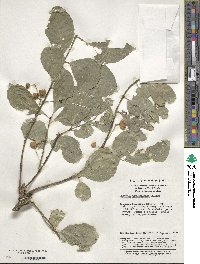 Euonymus hamiltonianus image