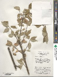 Image of Euonymus giraldii