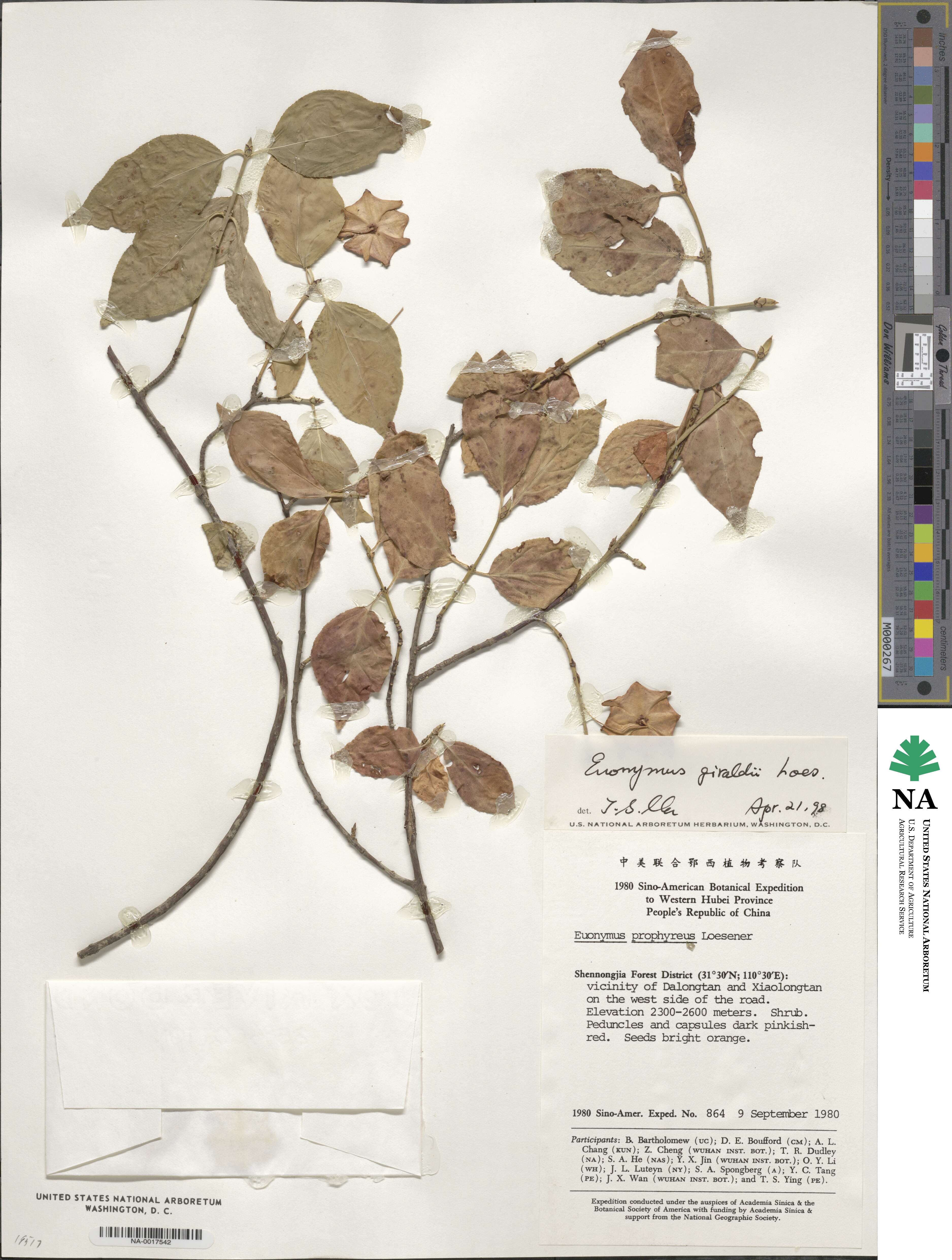 Euonymus giraldii image