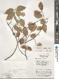 Euonymus giraldii image