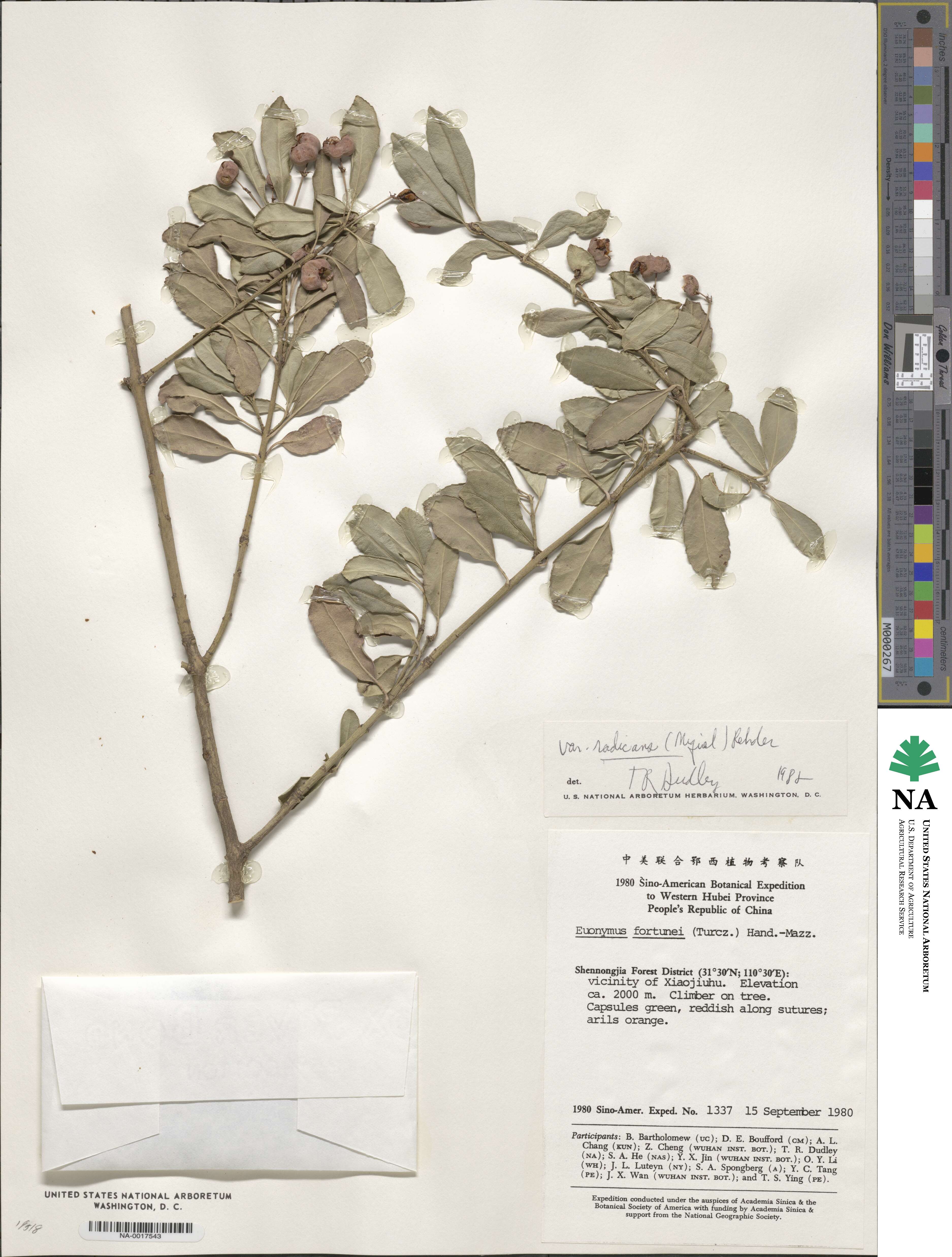 Euonymus fortunei var. radicans image